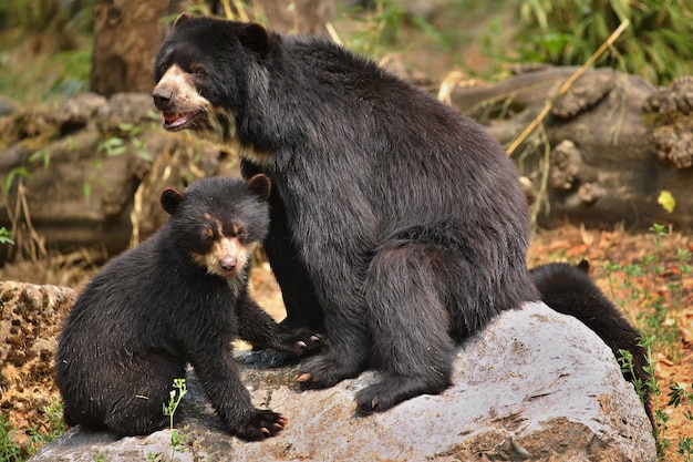 niedźwiedzie andyjskie lub okularowe Tremarctos ornatus