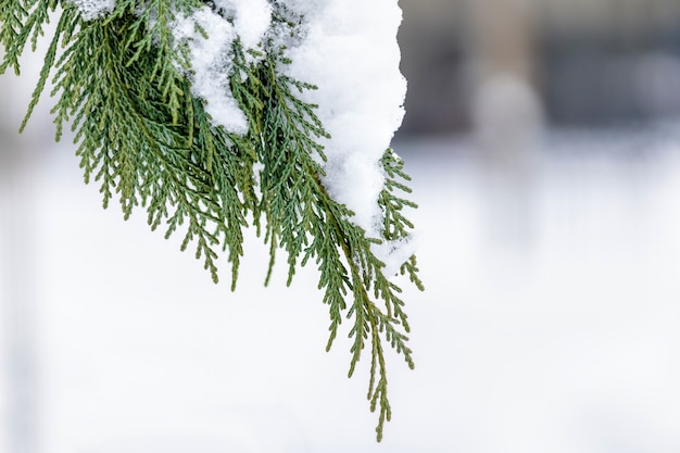 Nieostrość liści drzewa cyprysowego ze śniegiem