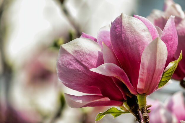 Nieostrość różowego kwiatu magnolii na drzewie z rozmytym tłem