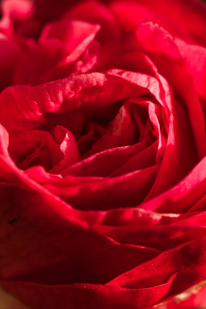 Niesamowite czerwone płatki świeżego kwiatu