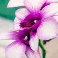 Bezpłatne zdjęcie niesamowite purpurowe i białe świeże tropikalne kwiaty