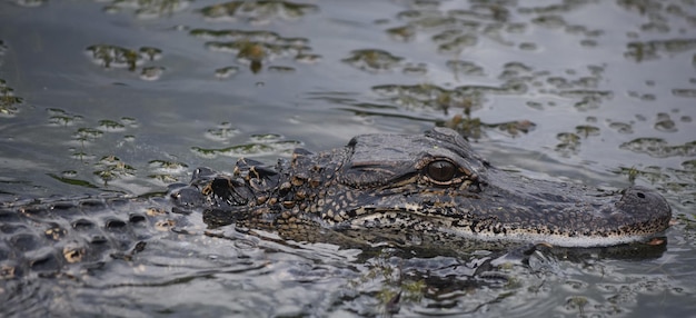 Niesamowity aligator z bliska i trochę zbyt osobisty