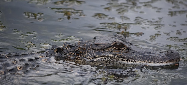 Bezpłatne zdjęcie niesamowity aligator z bliska i trochę zbyt osobisty