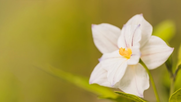 Niesamowity biały świeży kwiat z żółtym słupkiem