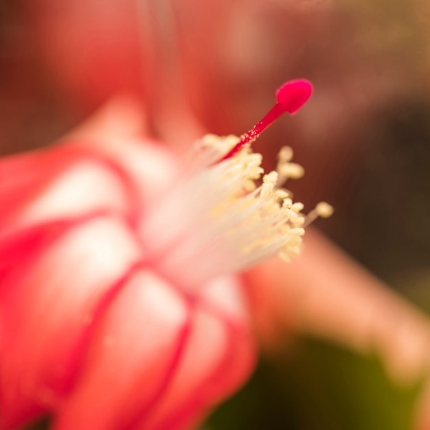 Niesamowity czerwony świeży kwiat z małymi słupkami