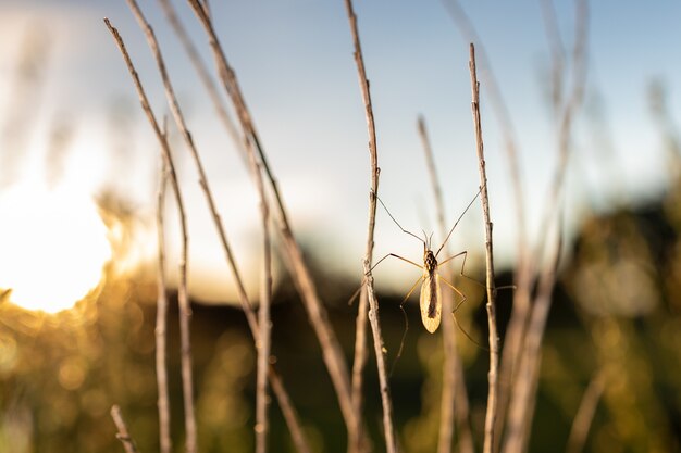 Niesamowity makro strzał z dipterous w przyrodzie