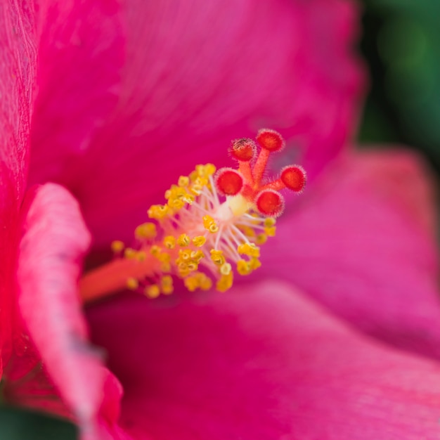 Bezpłatne zdjęcie niesamowity różowy świeży kwiat z małym słupkiem