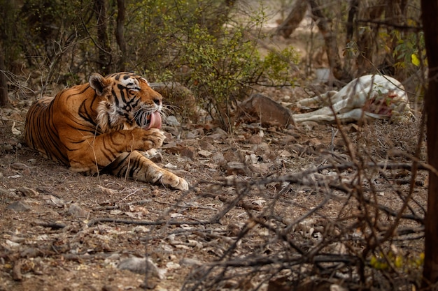 Niesamowity tygrys bengalski w naturze ze swoją zdobyczą