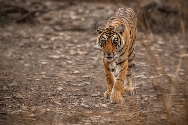 Niesamowity Tygrys Bengalski W Naturze