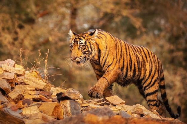 Bezpłatne zdjęcie niesamowity tygrys bengalski w naturze