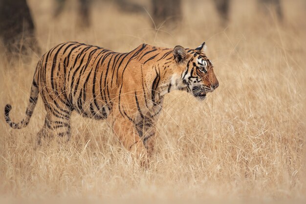 Niesamowity tygrys bengalski w naturze