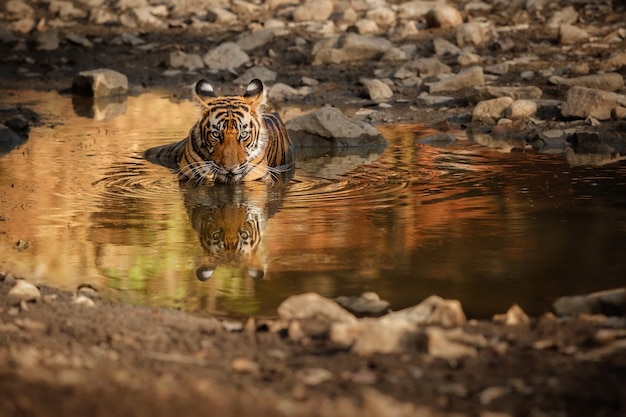 Bezpłatne zdjęcie niesamowity tygrys bengalski w naturze