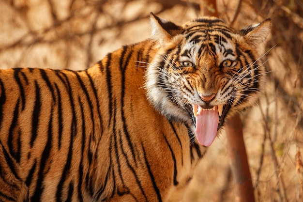 Niesamowity tygrys bengalski w naturze