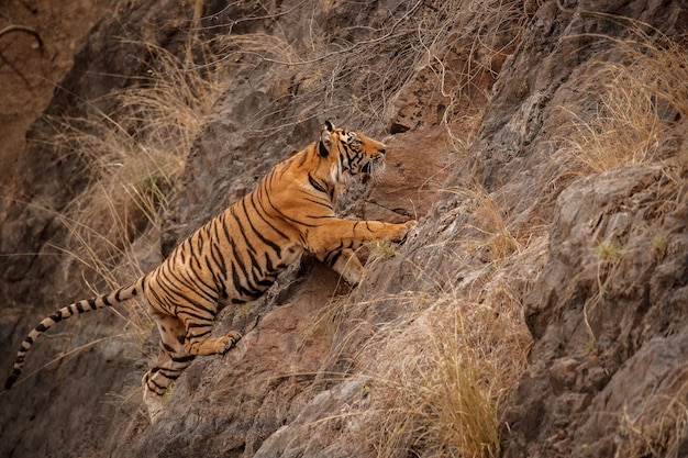 Bezpłatne zdjęcie niesamowity tygrys bengalski w naturze