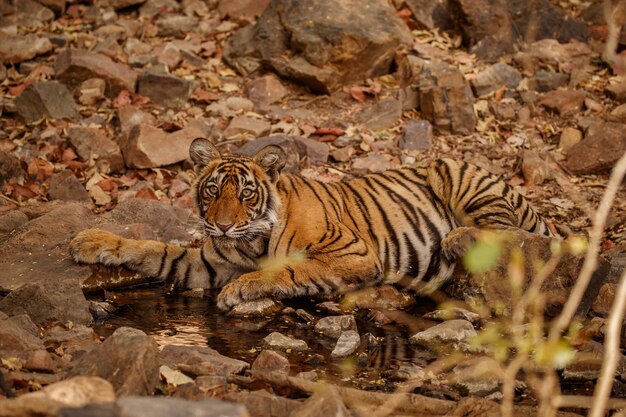 Niesamowity tygrys bengalski w naturze