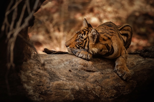 Bezpłatne zdjęcie niesamowity tygrys bengalski w naturze