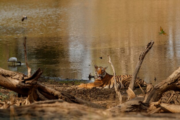 Niesamowity tygrys bengalski w naturze