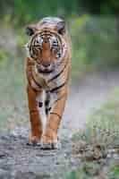 Bezpłatne zdjęcie niesamowity tygrys bengalski w naturze
