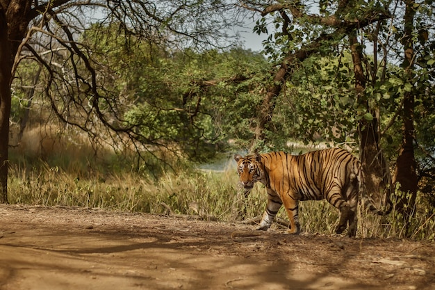 Bezpłatne zdjęcie niesamowity tygrys bengalski w naturze