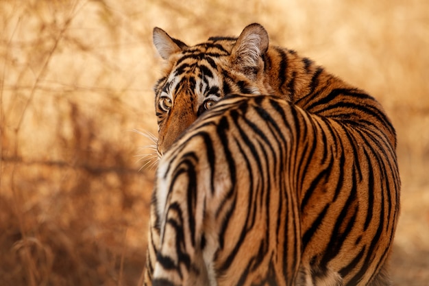 Niesamowity tygrys bengalski w przyrodzie