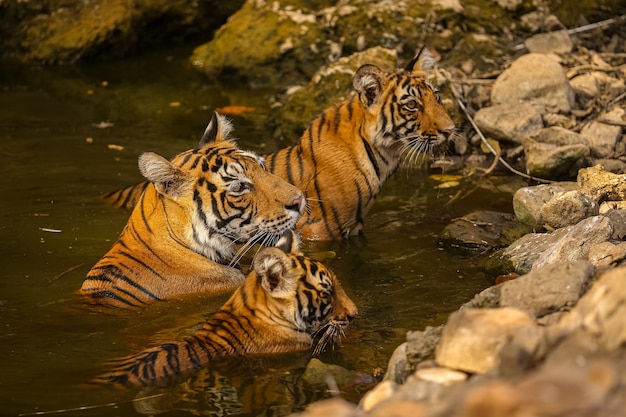Niesamowity tygrys w naturalnym środowisku. tygrys pozuje w czasie złotego światła. scena dzikiej przyrody ze zwierzęciem niebezpieczeństwa. gorące lato w indiach. suchy obszar z pięknym tygrysem indyjskim