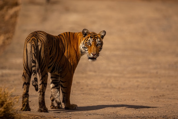 Bezpłatne zdjęcie niesamowity tygrys w naturalnym środowisku. tygrys pozuje w czasie złotego światła. scena dzikiej przyrody ze zwierzęciem niebezpieczeństwa. gorące lato w indiach. suchy obszar z pięknym tygrysem indyjskim