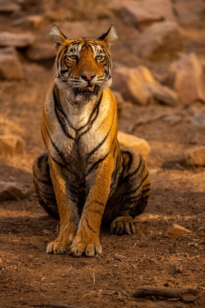 Niesamowity tygrys w naturalnym środowisku. Tygrys pozuje w czasie złotego światła. Scena dzikiej przyrody ze zwierzęciem niebezpieczeństwa. Gorące lato w Indiach. Suchy obszar z pięknym tygrysem indyjskim