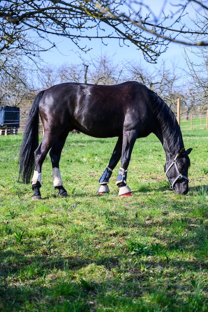 Niesamowity widok na pięknego czarnego konia jedzącego trawę