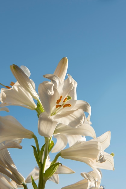 Bezpłatne zdjęcie niski kąt piękne kwiaty z niebieskim tłem
