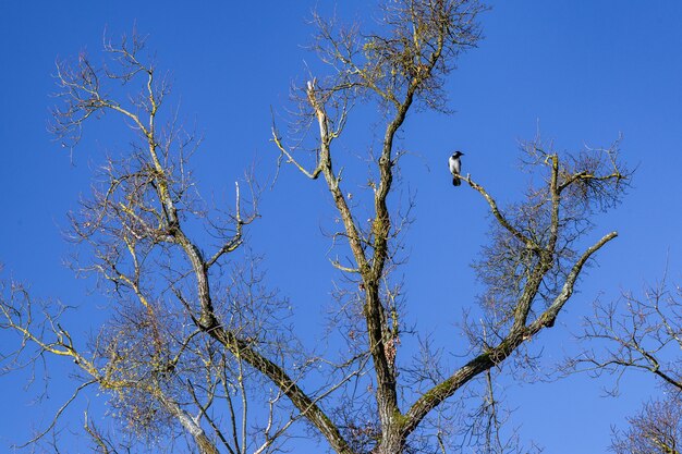 Niski kąt ptaka Wrona spoczywającego na gałęzi drzewa w parku Maksimir w Zagrzebiu, Chorwacja