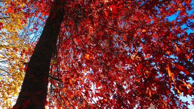 Niski kąt strzału czerwonych liści jesienią na drzewie