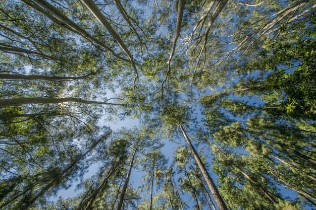 Niski kąt strzału drzew w lesie