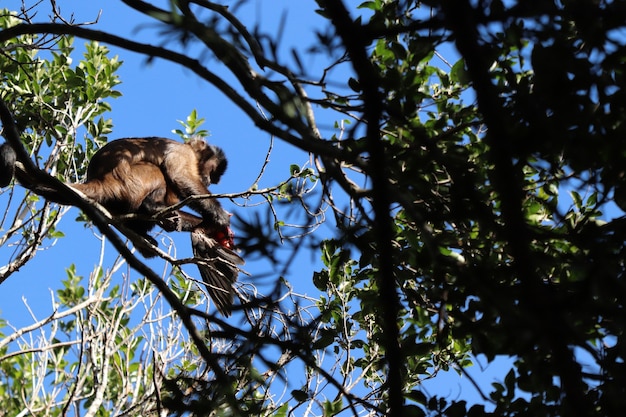 Niski kąt strzału małpy polującej na ptaka na gałęzi drzewa w lesie