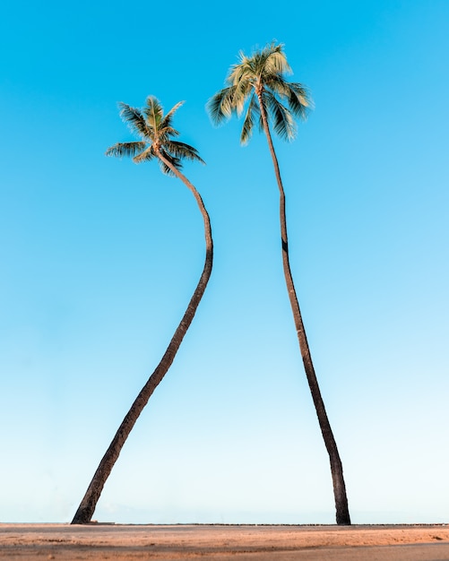 Bezpłatne zdjęcie niski kąt strzału palm pod pięknym błękitnym niebem