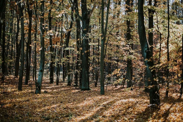 Niski kąt strzału pięknej leśnej sceny jesienią z wysokimi drzewami i liśćmi na ziemi