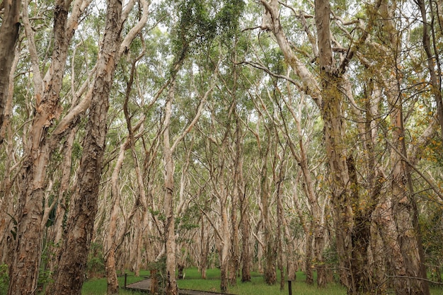 Bezpłatne zdjęcie niski kąt strzału pół-nagich wysokich drzew w lesie