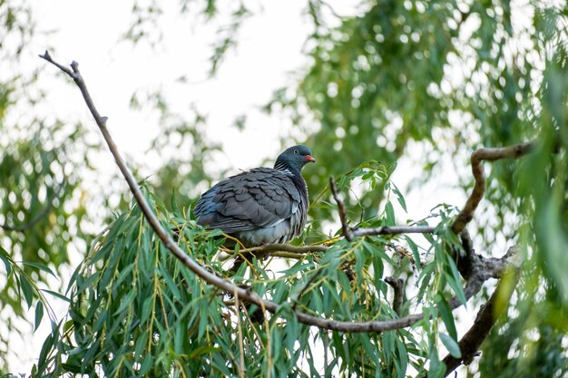 Niski kąt strzału ptaka siedzącego na gałęzi drzewa w ciągu dnia