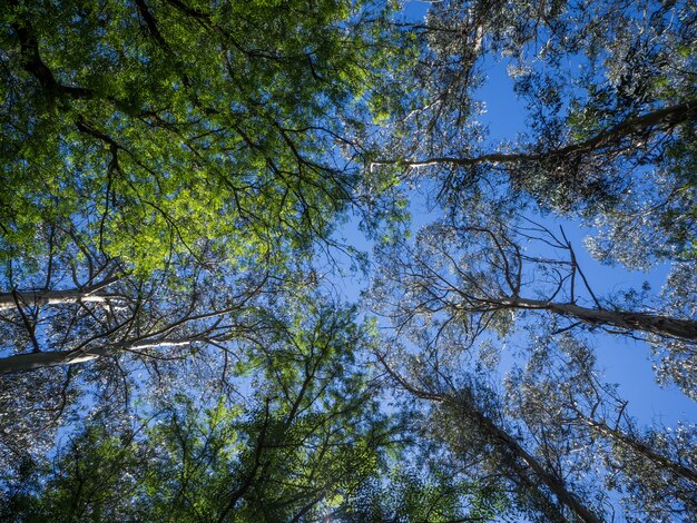 Niski kąt strzału wielu wysokich drzew o zielonych liściach pod pięknym błękitnym niebem