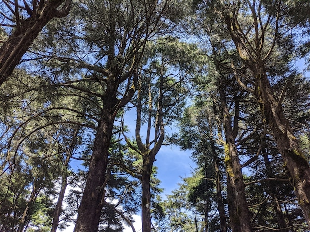 Niski kąt strzału wysokich drzew w lesie pod jasnym niebem