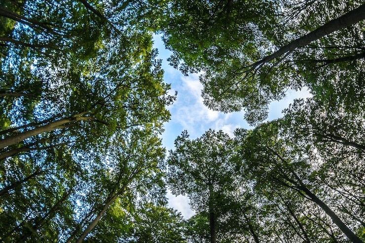 Bezpłatny plik Zdjęcie niski kąt strzału z błękitnego nieba pochmurnego i lasu pełnego drzew