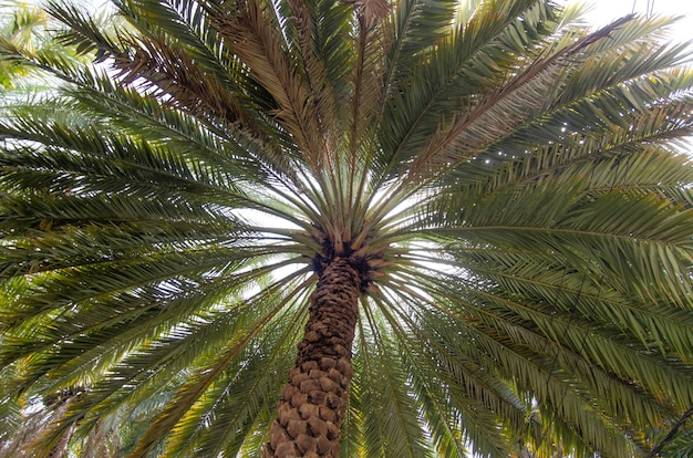 Bezpłatne zdjęcie niski kąt strzału z szerokiej wysokiej zielonej palmy