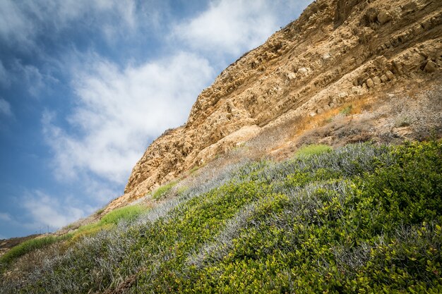 Niski kąt strzału zielonych roślin rosnących na skale z pochmurnego nieba