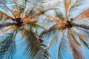 Bezpłatne zdjęcie niski kąt strzelający piękny kokosowy drzewko palmowe na niebieskim niebie
