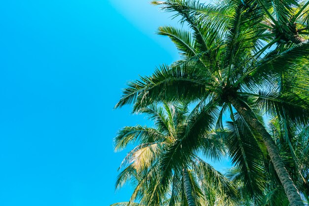 Niski kąt strzelający piękny kokosowy drzewko palmowe na niebieskim niebie