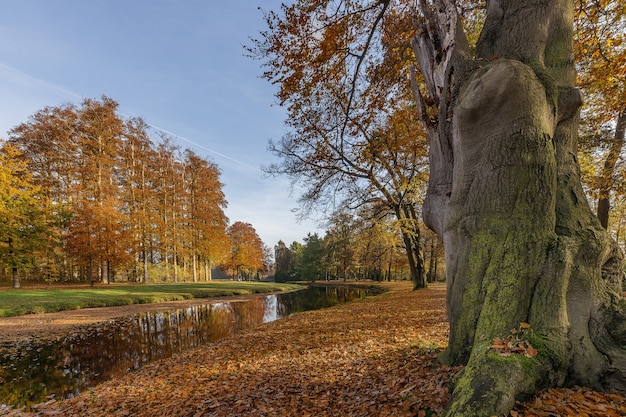 Bezpłatne zdjęcie niski kąt ujęcia parku z jeziorem i drzewami w środku chłodnego dnia