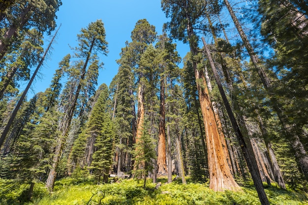 Bezpłatne zdjęcie niski kąt ujęcia zapierających dech w piersiach wysokich drzew pośrodku parku narodowego sekwoi w kalifornii, usa
