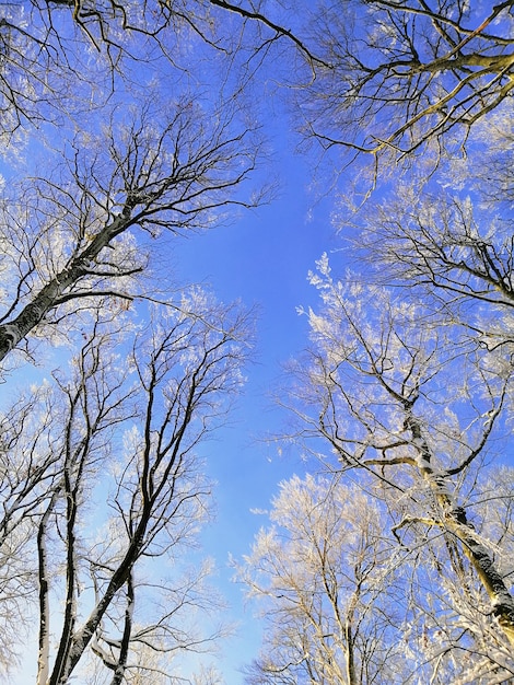 Niski kąt widzenia gałęzi drzew pokrytych śniegiem pod błękitnym niebem w Larvik w Norwegii