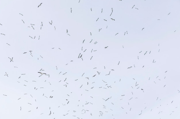 Niski kąt widzenia mewy latające w niebo