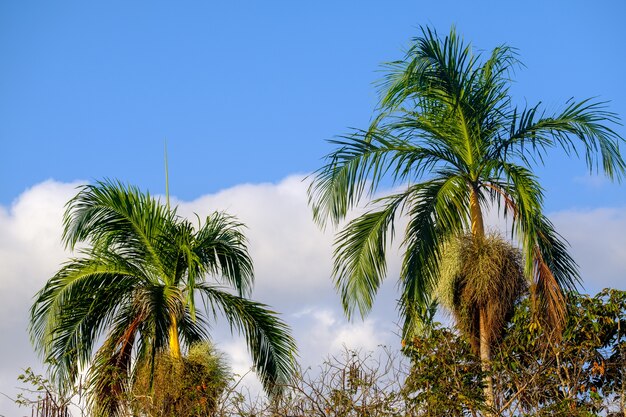 Niski kąt widzenia palm w słońcu i błękitne niebo w ciągu dnia