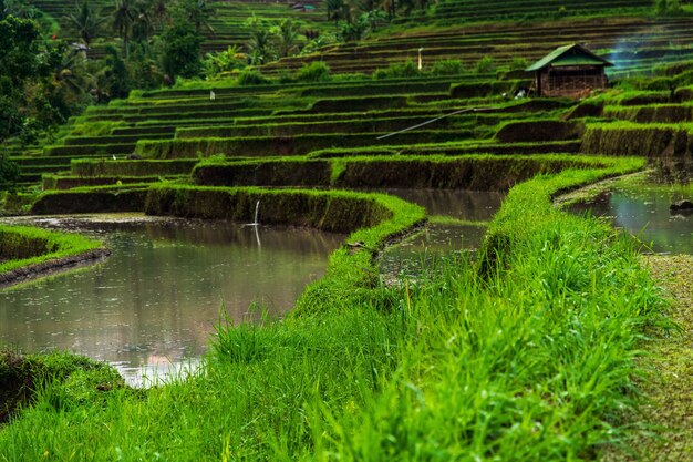 Niski kąt widzenia tarasy ryżowe jatiluwih w słońcu na Bali w Indonezji